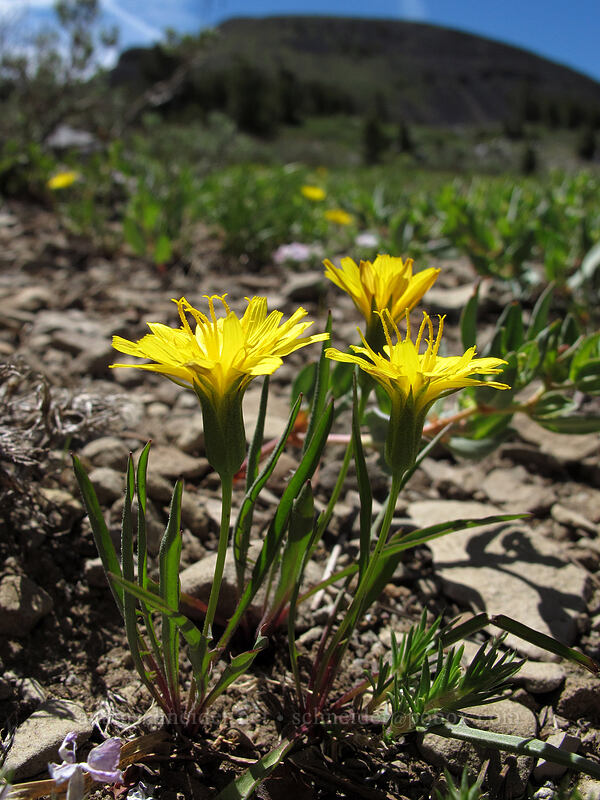 Sierra Nevada agoseris (Agoseris monticola) [Carson Pass-Winnemucca Lake Trail, Mokelumne Wilderness, Alpine County, California]