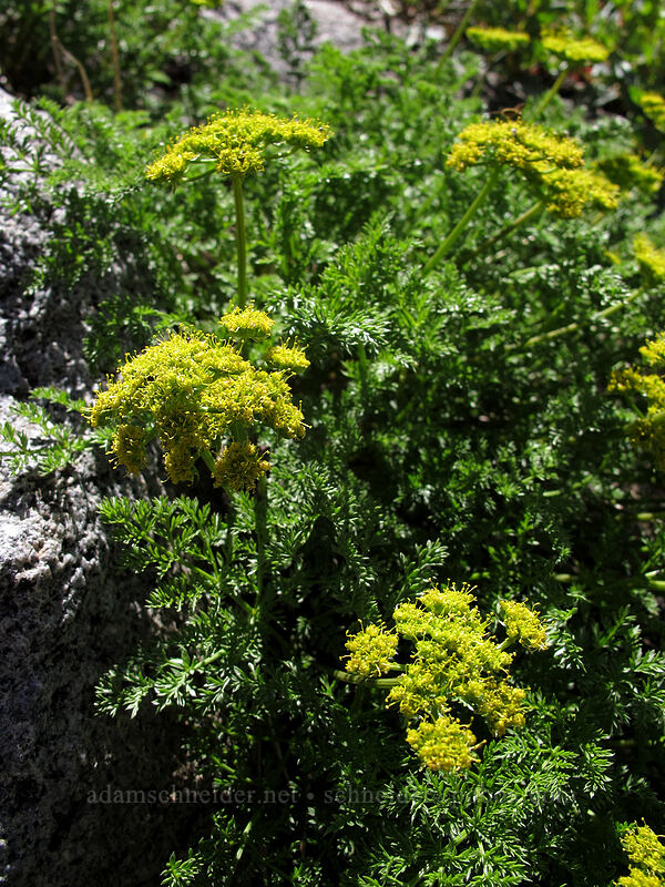 turpentine spring-parsley (Cymopterus terebinthinus var. californicus (Pteryxia terebinthina var. californica)) [Carson Pass-Winnemucca Lake Trail, Mokelumne Wilderness, Alpine County, California]