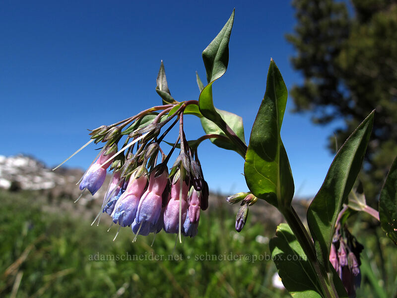 bluebells (Mertensia ciliata) [Carson Pass-Winnemucca Lake Trail, Mokelumne Wilderness, Alpine County, California]