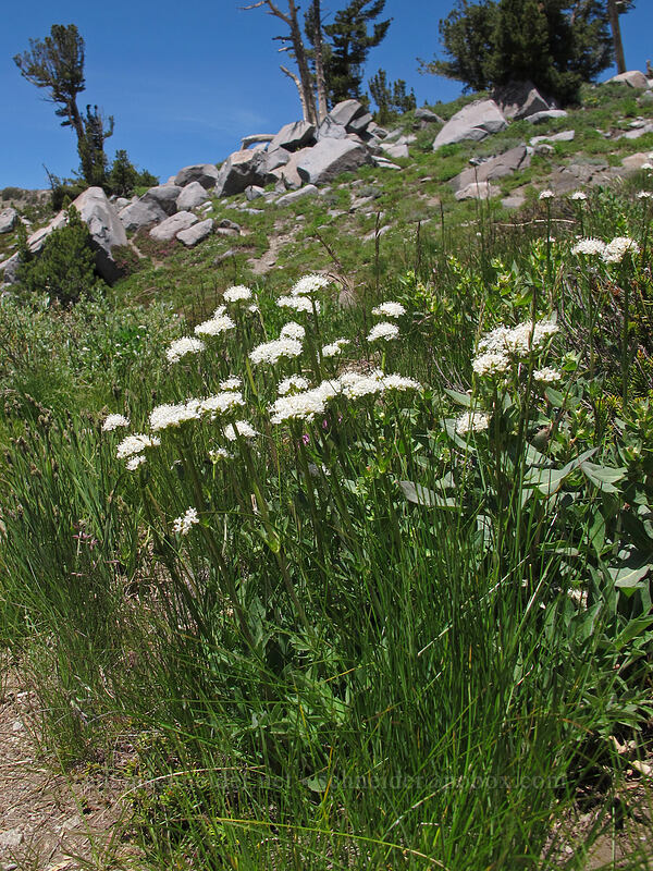 California valerian (Valeriana californica) [Carson Pass-Winnemucca Lake Trail, Mokelumne Wilderness, Alpine County, California]