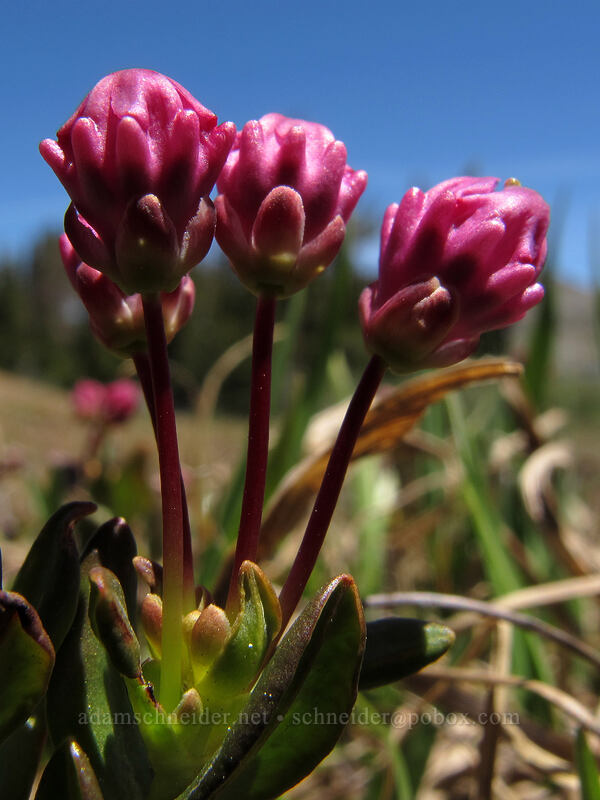 mountain laurel (Kalmia microphylla (Kalmia polifolia ssp. microphylla)) [Winnemucca Lake, Mokelumne Wilderness, Alpine County, California]