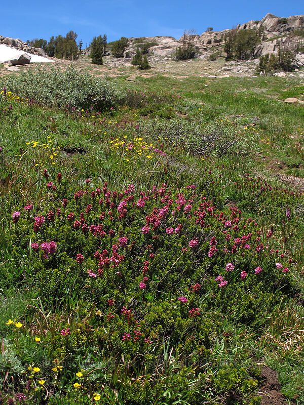 wildflowers [Winnemucca Lake-Round Top Lake Trail, Mokelumne Wilderness, Alpine County, California]