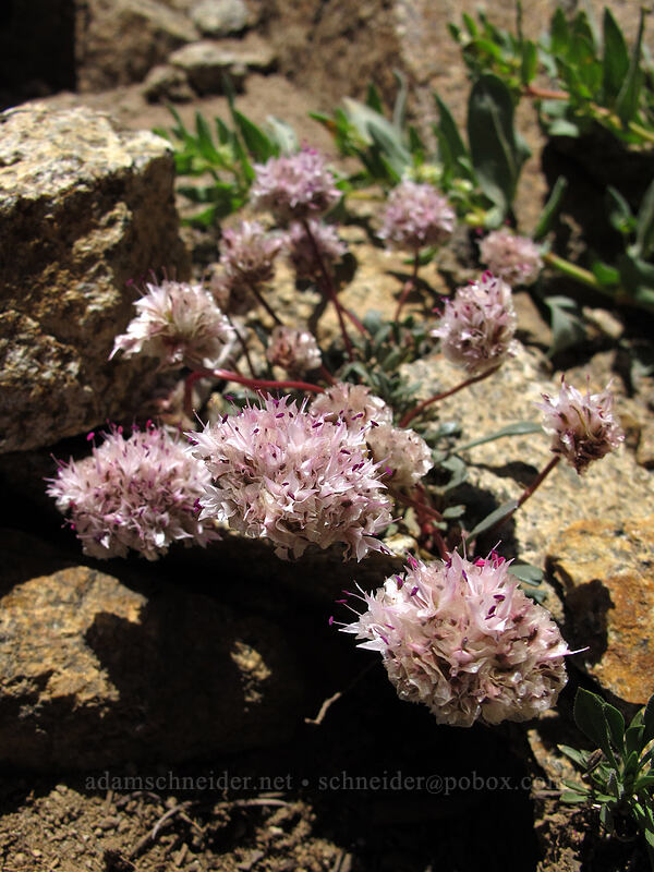 pussypaws (Calyptridium monospermum (Cistanthe monosperma)) [Winnemucca Lake-Round Top Lake Trail, Mokelumne Wilderness, Alpine County, California]