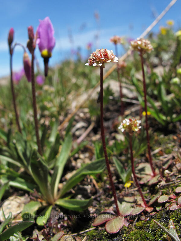 Sierra saxifrage & shooting stars (Micranthes aprica (Saxifraga aprica), Dodecatheon jeffreyi (Primula jeffreyi)) [Round Top, Mokelumne Wilderness, Alpine County, California]