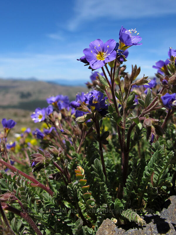 Jacob's ladder (Polemonium pulcherrimum ssp. pulcherrimum) [Round Top, Mokelumne Wilderness, Alpine County, California]