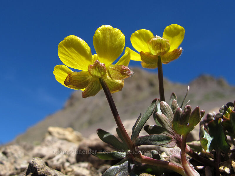 alpine buttercups (Ranunculus eschscholtzii var. oxynotus) [Round Top, Mokelumne Wilderness, Alpine County, California]