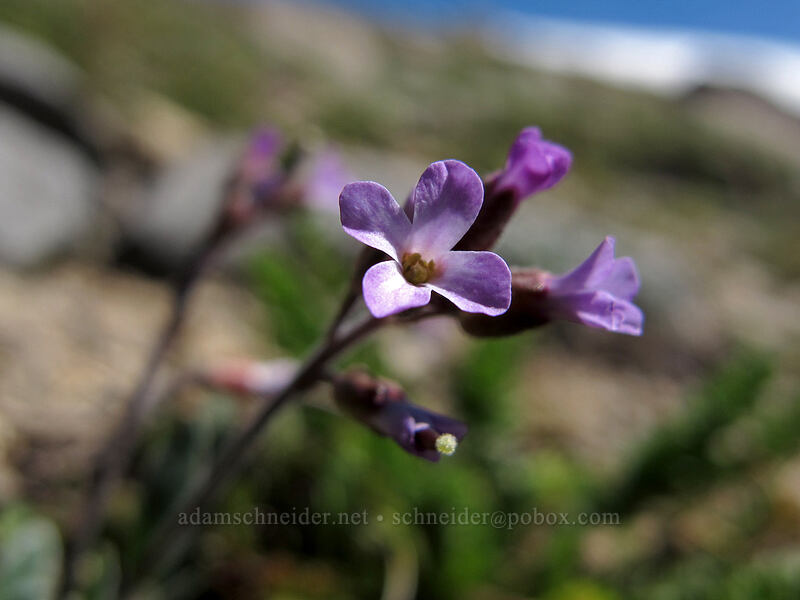 Lemmon's rock-cress (Boechera lemmonii (Arabis lemmonii)) [Round Top, Mokelumne Wilderness, Alpine County, California]