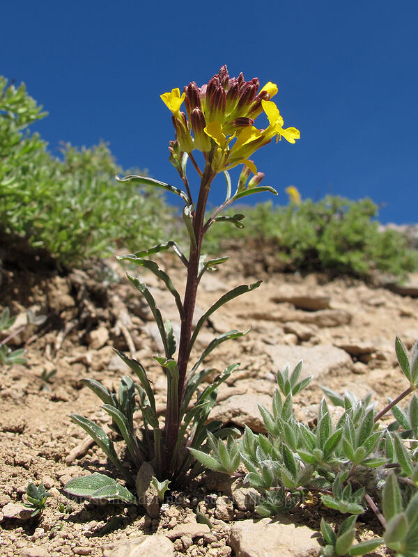 wallflower (Erysimum sp.) [Round Top, Mokelumne Wilderness, Alpine County, California]