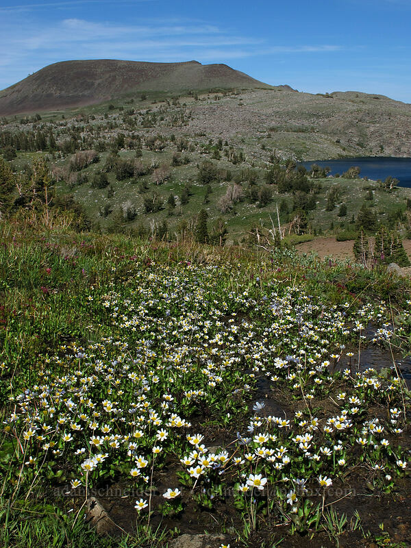 white marsh-marigolds & Elephant's Back (Caltha sp.) [Winnemucca Lake-Round Top Lake Trail, Mokelumne Wilderness, Alpine County, California]