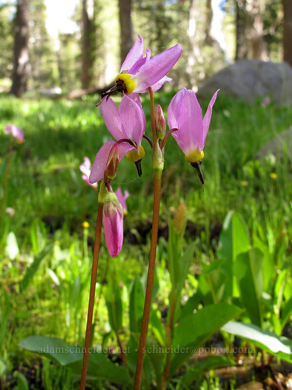 alpine shooting stars (Dodecatheon alpinum (Primula tetrandra)) [Woods Lake-Winnemucca Lake Trail, Eldorado National Forest, Alpine County, California]