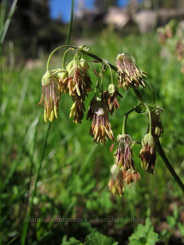 Fendler's meadow-rue (male flowers) (Thalictrum fendleri) [Woods Lake-Winnemucca Lake Trail, Eldorado National Forest, Alpine County, California]