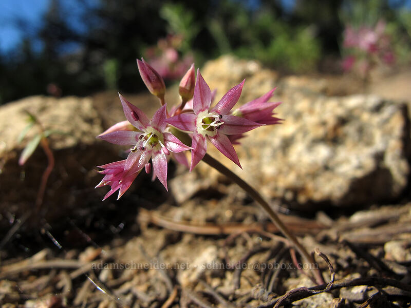 Sierra onion (Allium campanulatum) [Woods Lake-Winnemucca Lake Trail, Eldorado National Forest, Alpine County, California]