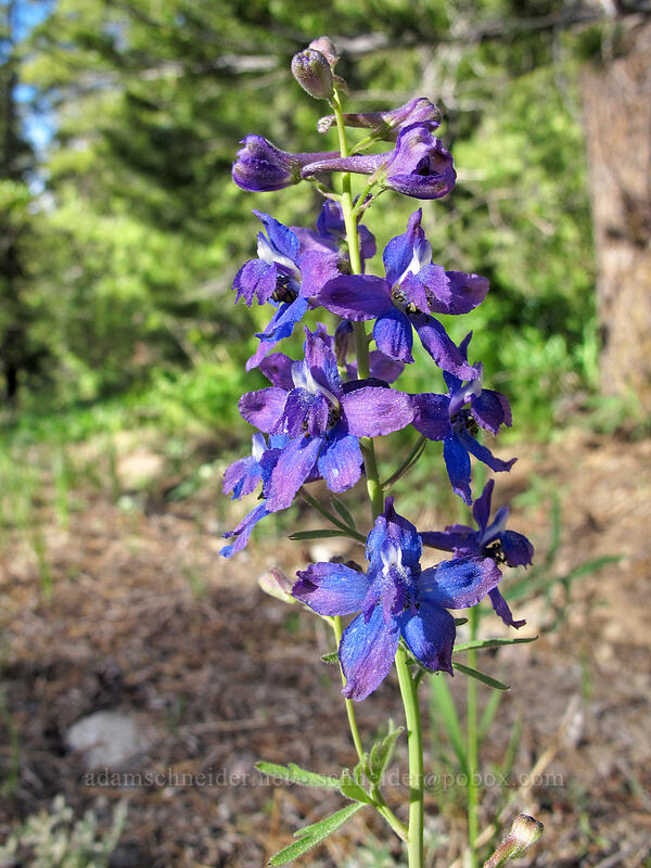 larkspur (Delphinium nuttallianum) [Alpine County Road 122, Eldorado National Forest, Alpine County, California]