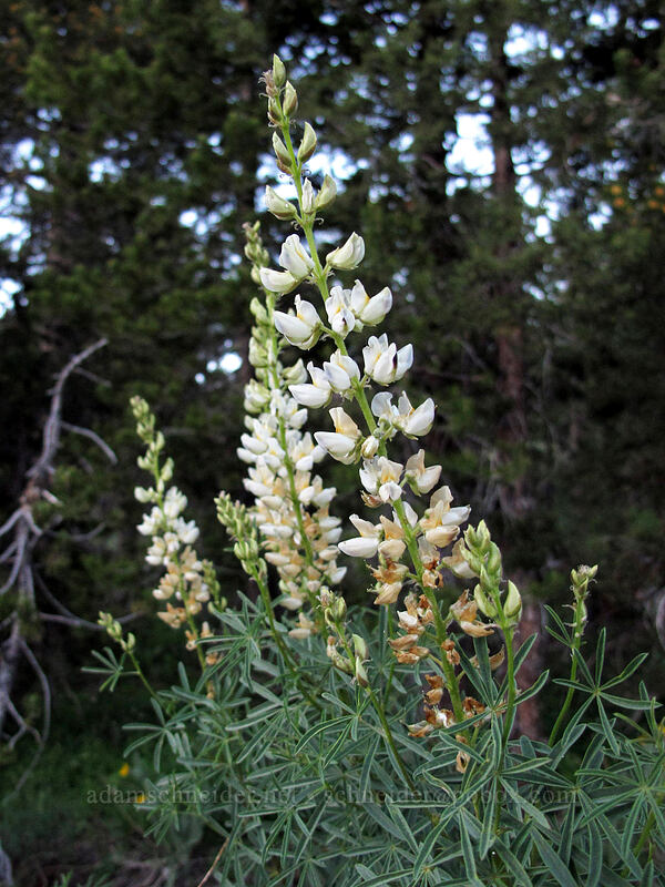 white lupine (Lupinus sp.) [Blue Lakes Road, Toiyabe National Forest, Alpine County, California]