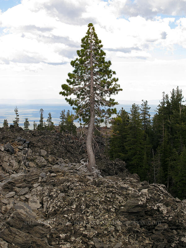 pine tree in a lava flow (Pinus sp.) [Glass Mountain, Modoc National Forest, Siskiyou County, California]