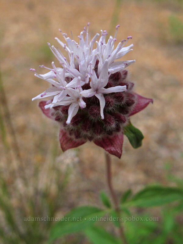 pennyroyal (coyote mint) (Monardella odoratissima) [Forest Road 97, Modoc National Forest, Siskiyou County, California]