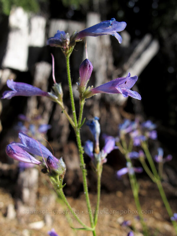 slender penstemon (Penstemon gracilentus) [Forest Road 97, Modoc National Forest, Siskiyou County, California]
