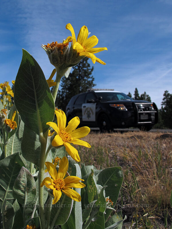 woolly mule's ears (and CHP) (Wyethia mollis) [CA-139, Modoc National Forest, Modoc County, California]