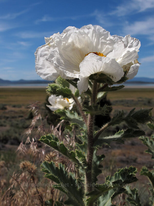 chicalote (prickly poppy) (Argemone munita) [CA-139, Eagle Lake, Lassen County, California]