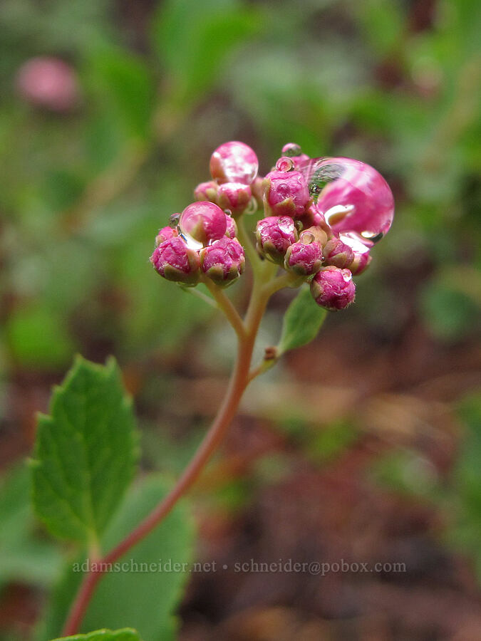 subalpine spirea & raindrops (Spiraea splendens (Spiraea densiflora)) [Tamarack Trail, Lake Tahoe Basin, El Dorado County, California]