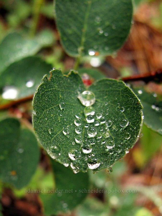 spirea leaf (Spiraea splendens (Spiraea densiflora)) [Tamarack Trail, Lake Tahoe Basin, El Dorado County, California]