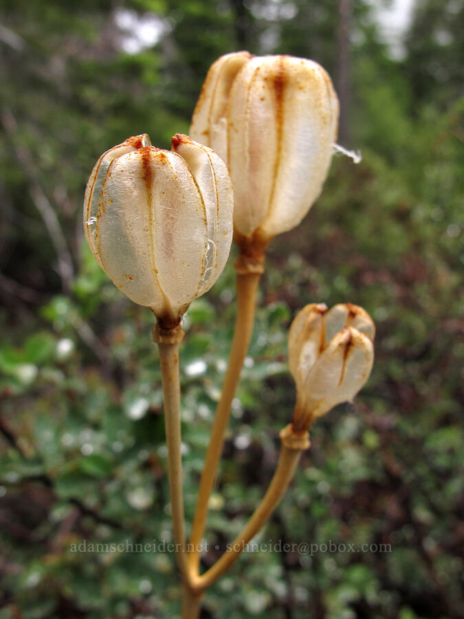 lily seeds (Lilium parvum) [Tamarack Trail, Lake Tahoe Basin, El Dorado County, California]