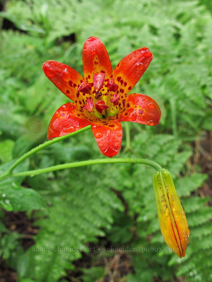 Sierra tiger lily (Lilium parvum) [Tamarack Trail, Lake Tahoe Basin, El Dorado County, California]