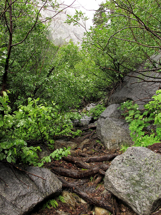 wet, overgrown trail [Tamarack Trail, Lake Tahoe Basin, El Dorado County, California]