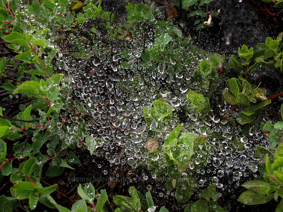 rain-soaked spiderweb [Tamarack Trail, Desolation Wilderness, El Dorado County, California]