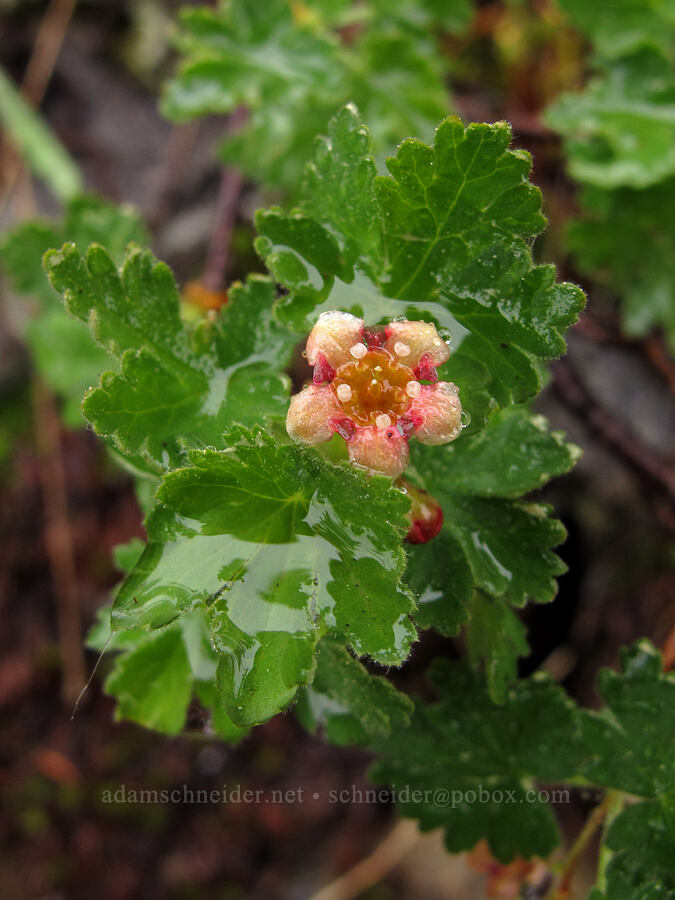 alpine prickly currant flower (Ribes montigenum) [Tamarack Trail, Desolation Wilderness, El Dorado County, California]
