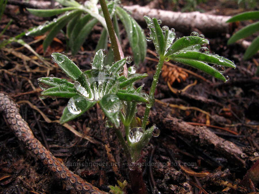 raindrops in lupine leaves (Lupinus sp.) [Tamarack Trail, Desolation Wilderness, El Dorado County, California]