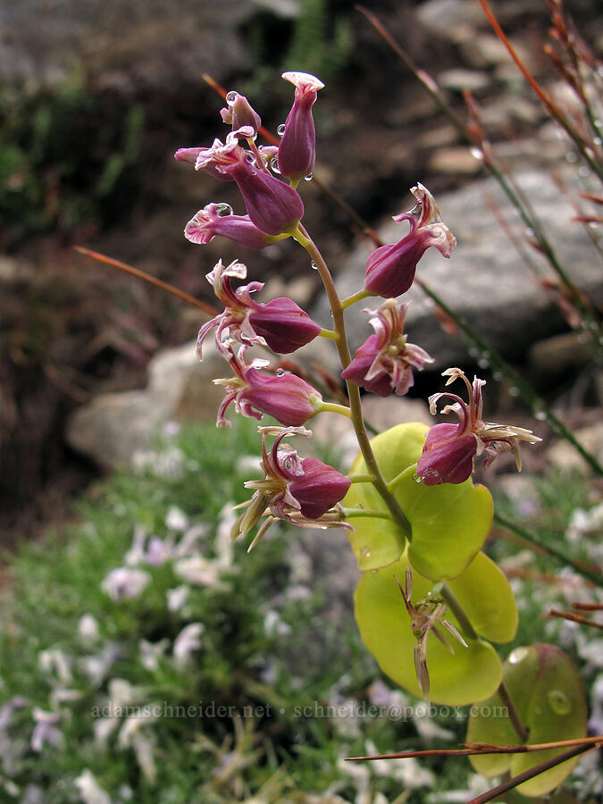 mountain jewelflower (Streptanthus tortuosus) [Tamarack Trail, Desolation Wilderness, El Dorado County, California]