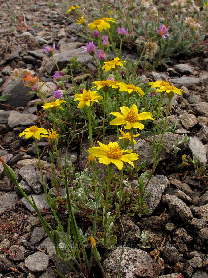 woolly sunflower and Sierra fleabane (Eriophyllum lanatum, Erigeron algidus) [Tamarack Trail, Desolation Wilderness, El Dorado County, California]