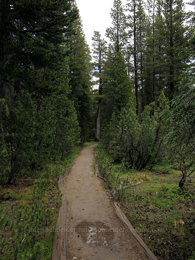 rain-soaked trail [Pacific Crest Trail, Desolation Wilderness, El Dorado County, California]