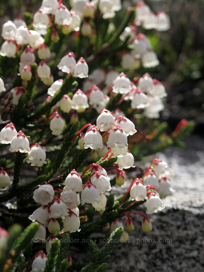white mountain heather (Cassiope mertensiana ssp. californica) [Pacific Crest Trail, Desolation Wilderness, El Dorado County, California]