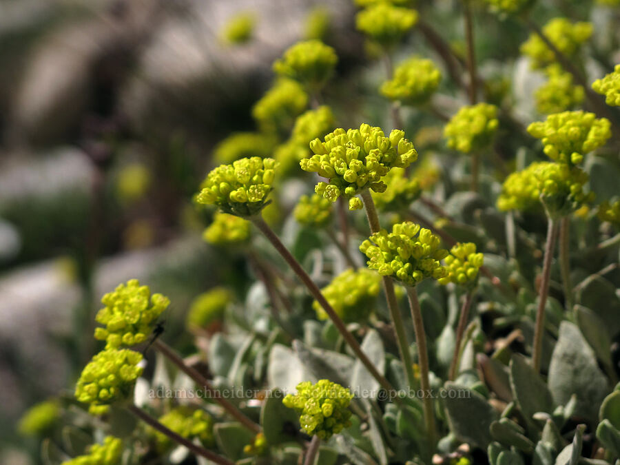 sulphur-flower buckwheat (Eriogonum umbellatum) [Pacific Crest Trail, Desolation Wilderness, El Dorado County, California]