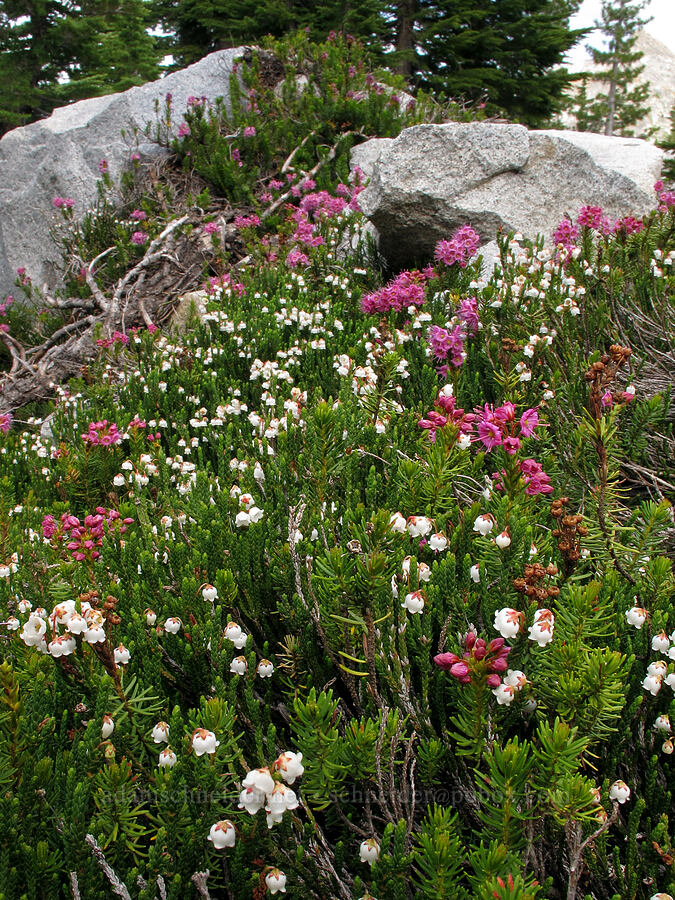 white & purple heather (Cassiope mertensiana ssp. californica, Phyllodoce breweri) [Pacific Crest Trail, Desolation Wilderness, El Dorado County, California]