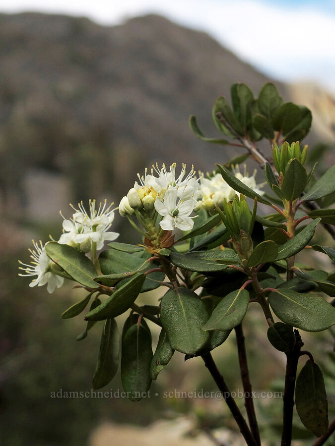 western labrador tea (Rhododendron neoglandulosum (Rhododendron columbianum) (Ledum glandulosum)) [Pacific Crest Trail, Desolation Wilderness, El Dorado County, California]