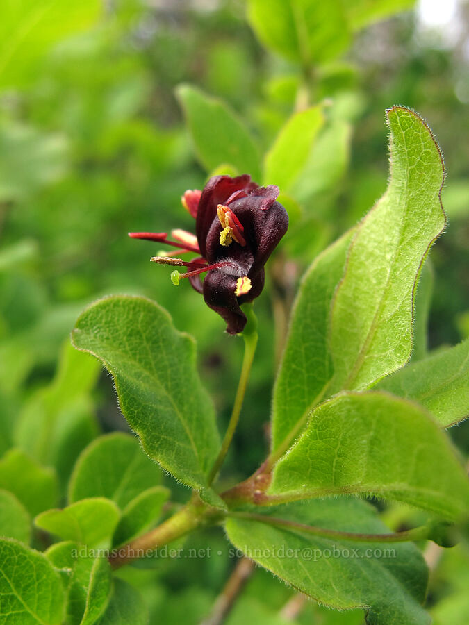 purple-flower honeysuckle (Lonicera conjugialis) [Pacific Crest Trail, Desolation Wilderness, El Dorado County, California]