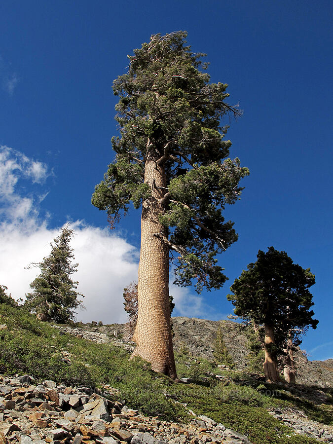 western white pine (Pinus monticola) [Pacific Crest Trail, Desolation Wilderness, El Dorado County, California]