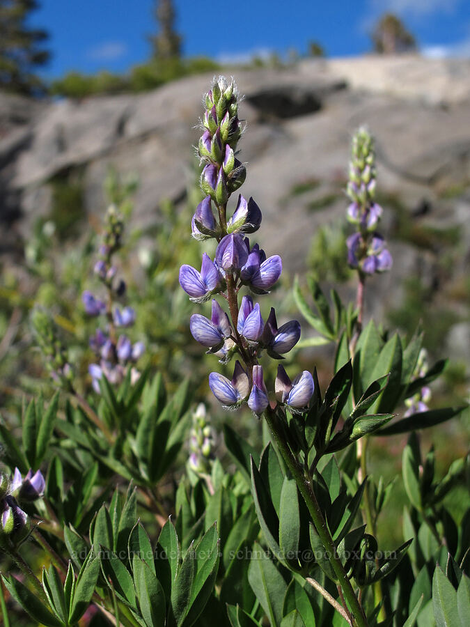 lupine (Lupinus sp.) [Pacific Crest Trail, Desolation Wilderness, El Dorado County, California]
