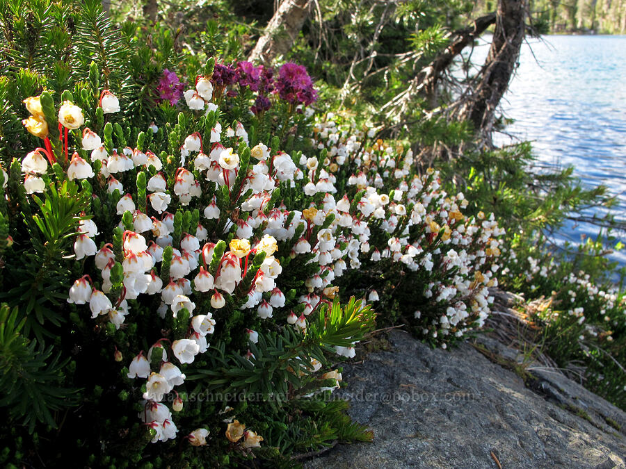 white mountain heather at Susie Lake (Cassiope mertensiana ssp. californica) [Pacific Crest Trail, Desolation Wilderness, El Dorado County, California]