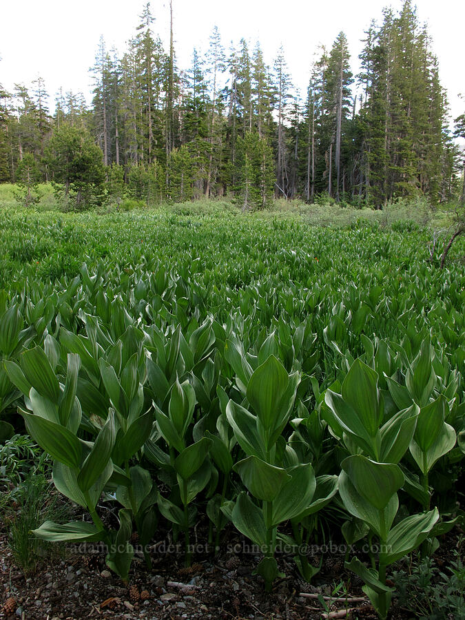 field of corn lilies (Veratrum californicum) [Pacific Crest Trail, Desolation Wilderness, El Dorado County, California]