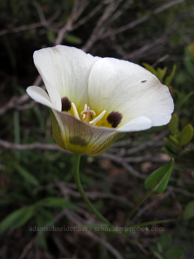 Leichtlin's mariposa lily (Calochortus leichtlinii) [Glen Alpine Trail, Desolation Wilderness, El Dorado County, California]