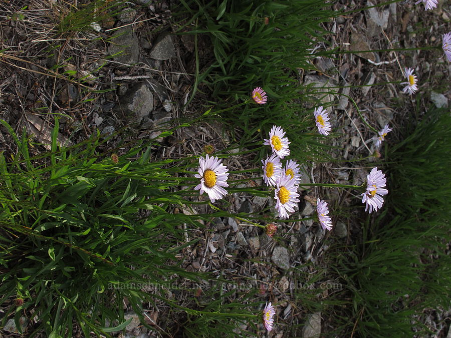 subalpine fleabane (Erigeron glacialis var. glacialis) [Glen Alpine Trail, Desolation Wilderness, El Dorado County, California]