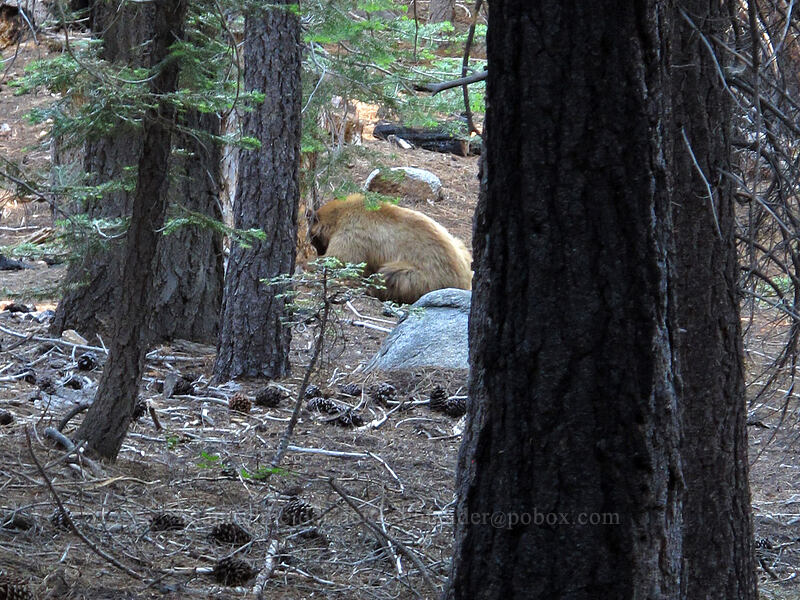 blonde black bear (Ursus americanus californiensis) [Bayview Trail, Lake Tahoe Basin, El Dorado County, California]
