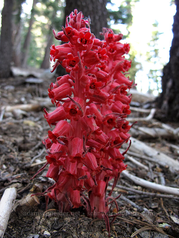 snow plant (Sarcodes sanguinea) [Bayview Trail, Desolation Wilderness, El Dorado County, California]