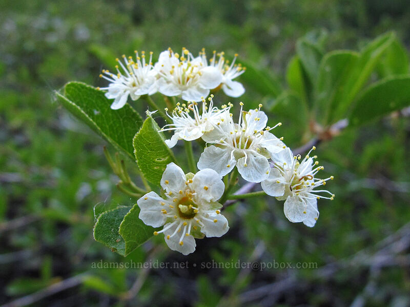 bitter cherry (Prunus emarginata) [Bayview Trail, Desolation Wilderness, El Dorado County, California]
