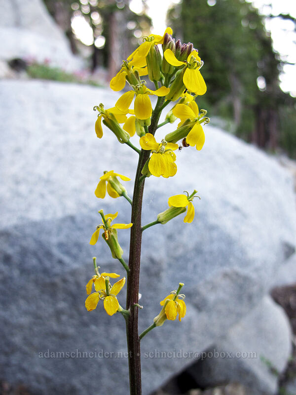 wallflower (Erysimum capitatum) [Bayview Trail, Desolation Wilderness, El Dorado County, California]