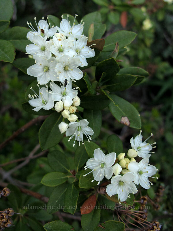 western labrador tea (Rhododendron neoglandulosum (Rhododendron columbianum) (Ledum glandulosum)) [Bayview Trail, Desolation Wilderness, El Dorado County, California]